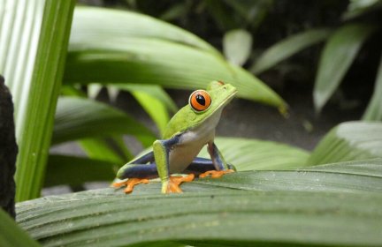 Costa Rica grenouille